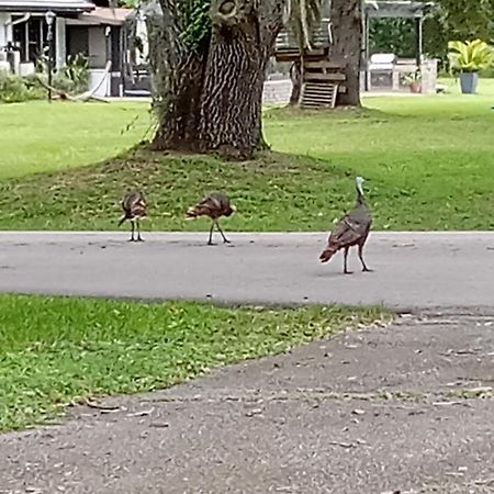 Country Cottage キシミー エクステリア 写真